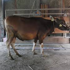 Sapi Bali Sehat C3