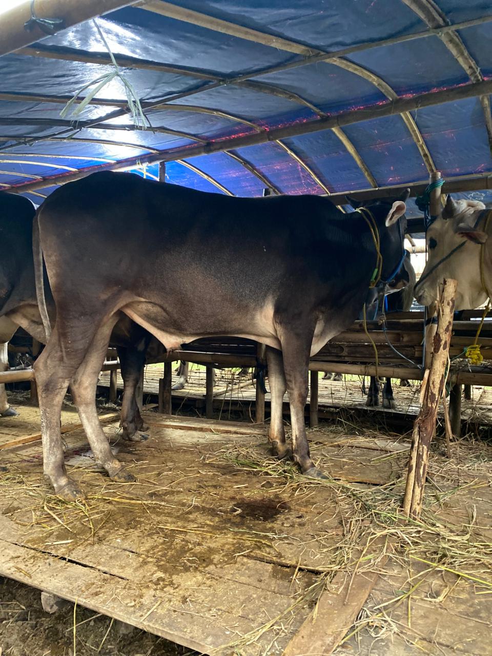 Sapi Qurban 1