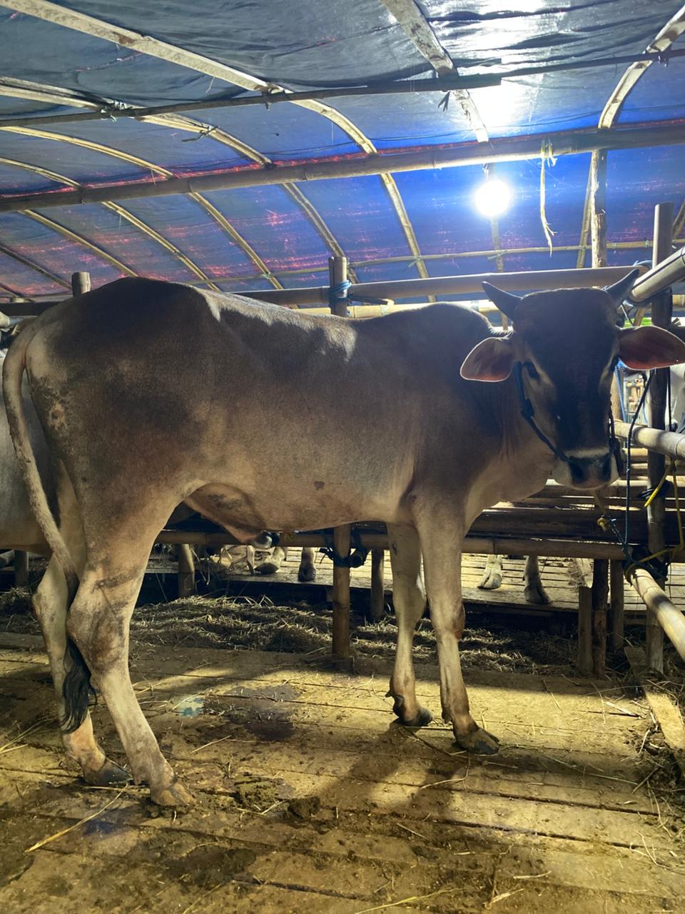 Sapi Qurban 2