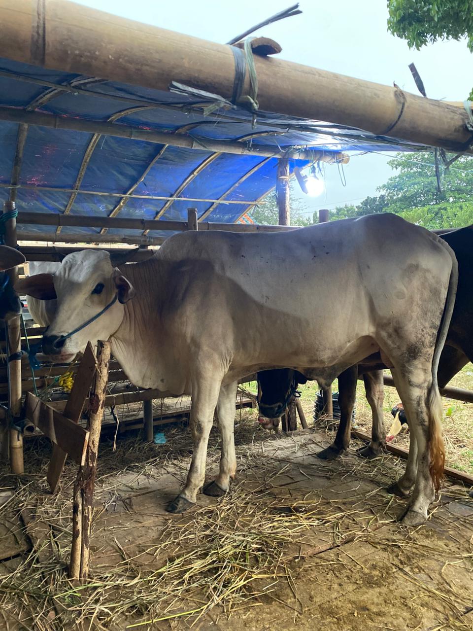 Sapi Qurban 3